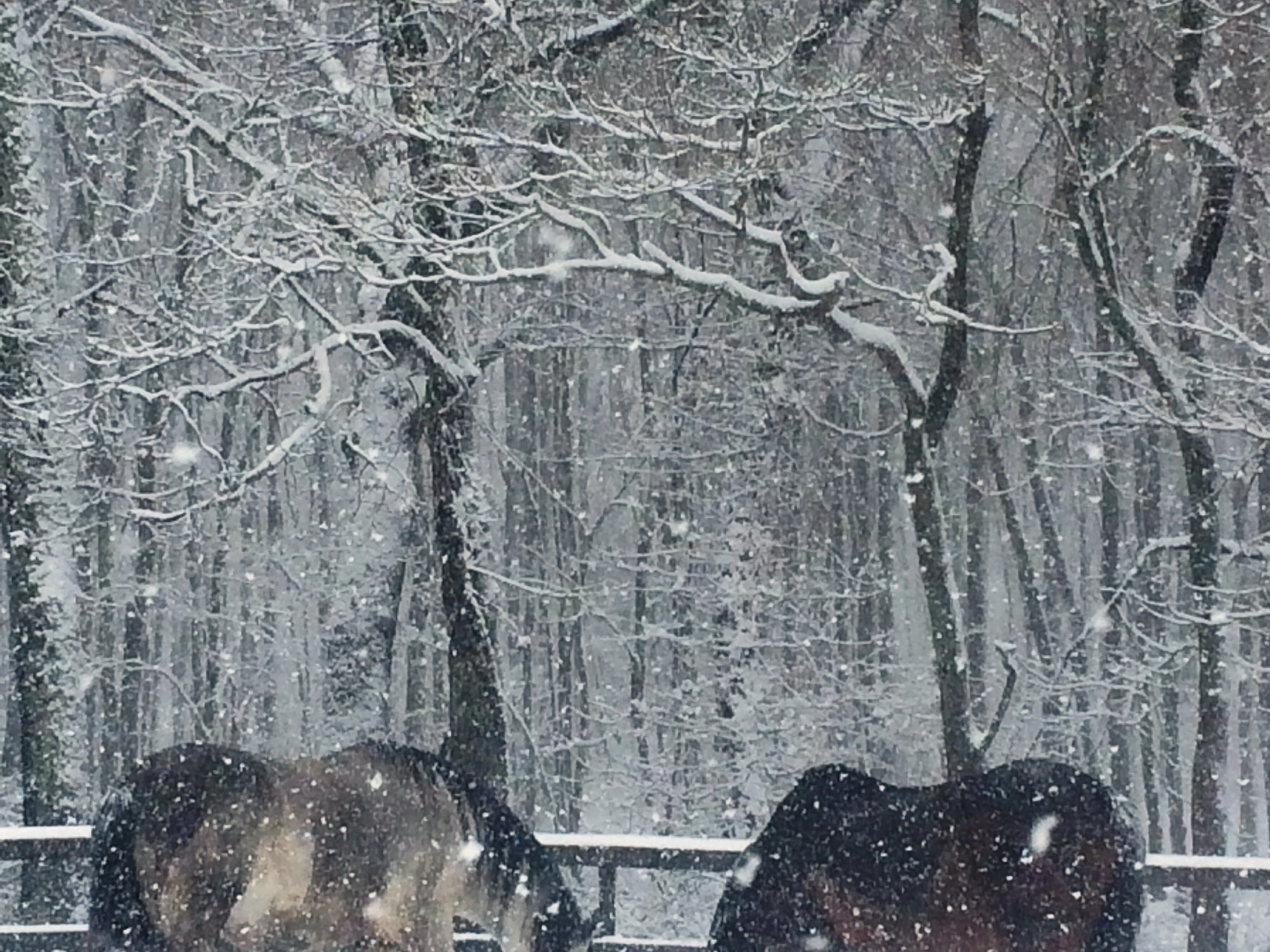 UNBRIDLED The Heart of Graceful Horsemanship