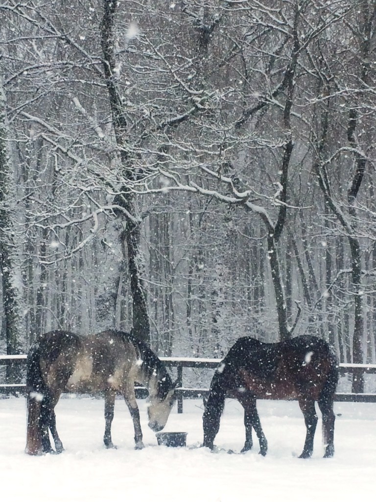 UNBRIDLED The Heart of Graceful Horsemanship