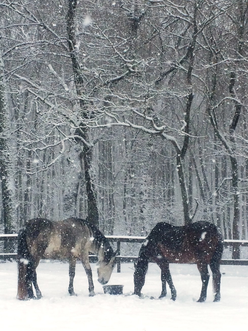 UNBRIDLED The Heart of Graceful Horsemanship