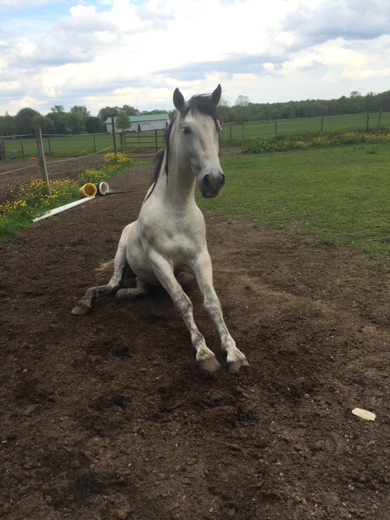 Sterling Sitting 3 006