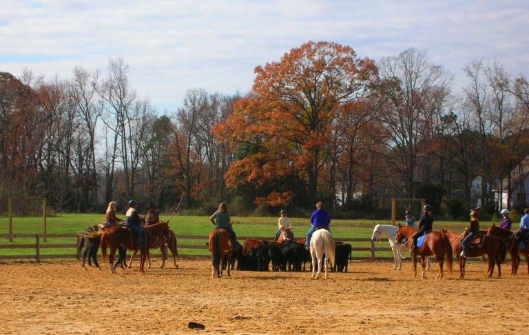 cow-working-the-remuda
