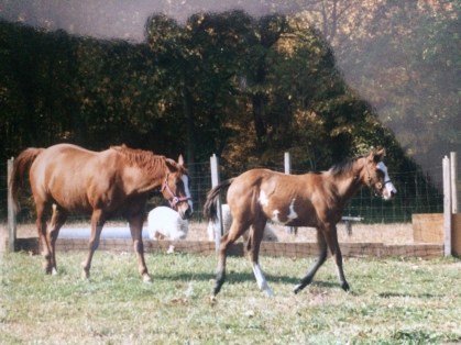 sorrel-and-baby-angie